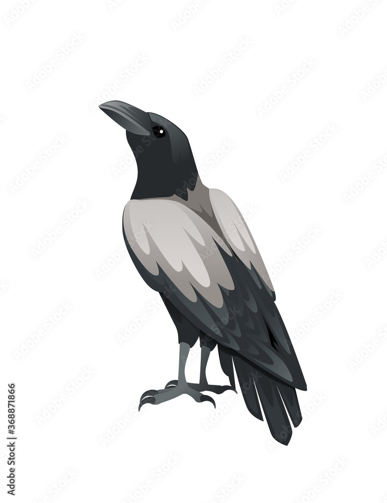 Fototapeta premium Predatory bird adult black and gray crow cartoon animal design birds of prey character flat vector illustration isolated on white background