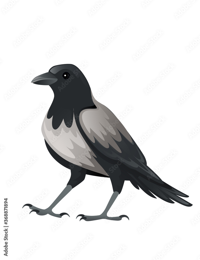 Predatory bird adult black and gray crow cartoon animal design birds of prey character flat vector illustration isolated on white background Predatory bird adult black and gray crow cartoon animal design birds of prey character flat vector illustration isolated on white background