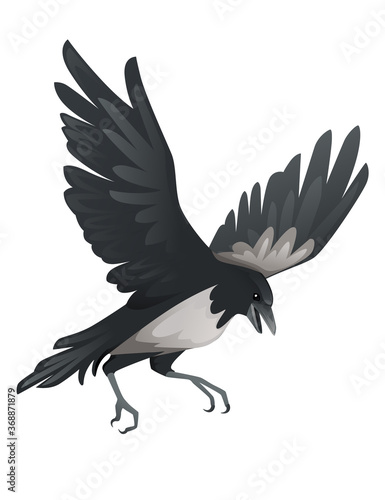 Predatory bird adult black and gray crow cartoon animal design birds of prey character flat vector illustration isolated on white background