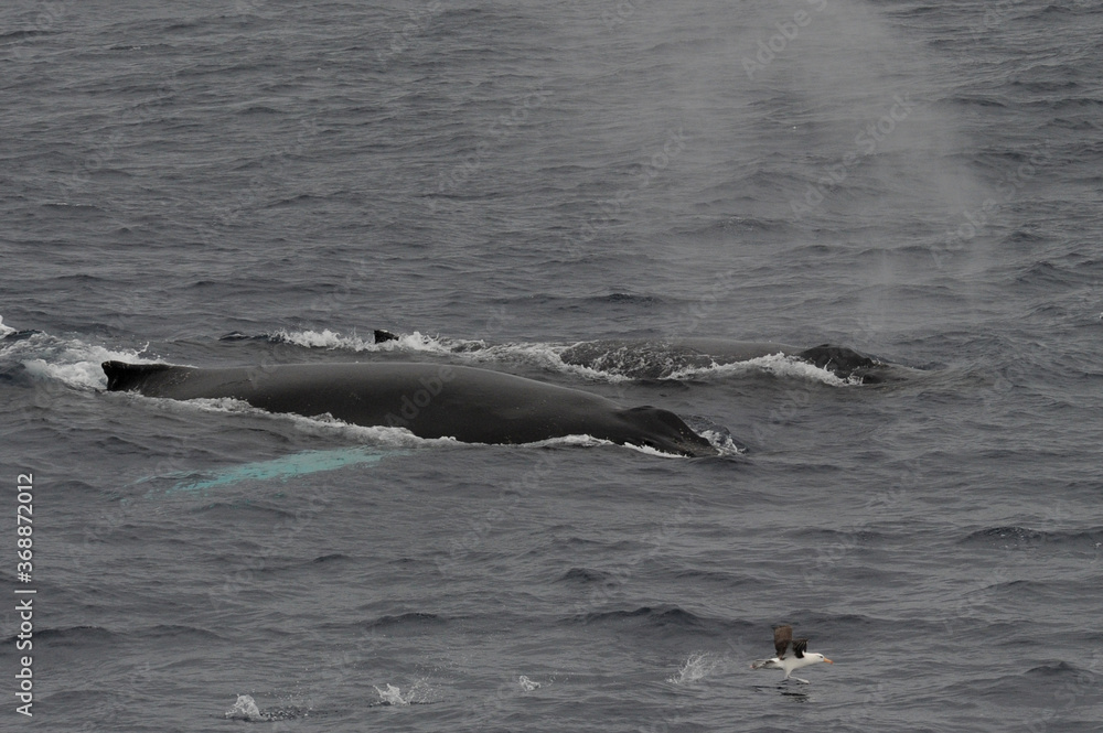 Obraz premium The humpback whale (Megaptera novaeangliae) 