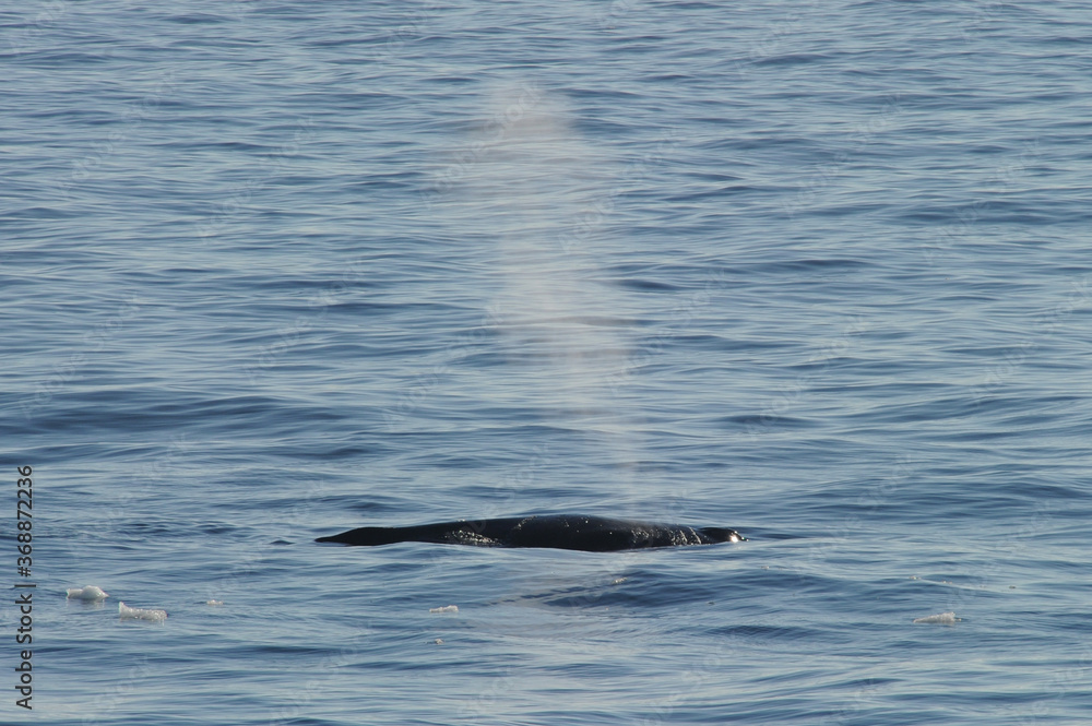 Fototapeta premium The humpback whale (Megaptera novaeangliae)