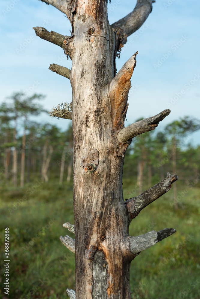 Dried dead tree in Kakerdaja raised bog. Detail of a tree trunk with few spread out branches. Tree has no bark. Dried dead tree in Kakerdaja raised bog. Detail of a tree trunk with few spread out branches. Tree has no bark.