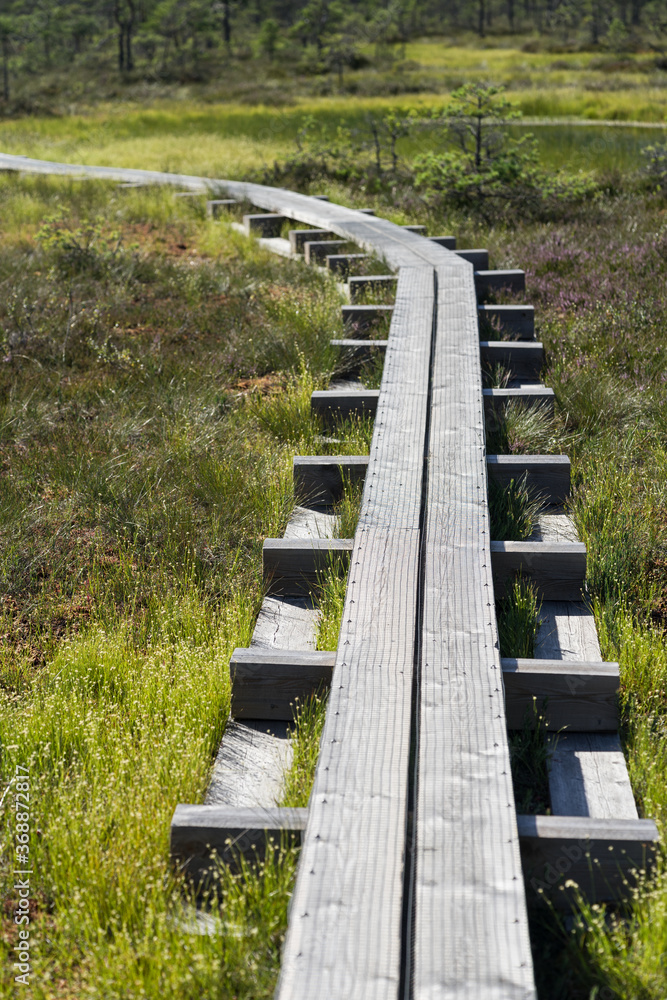 Wide wooden walking path over the hollows, ponds and lakes in Kakerdaja raised bog (Estonia, Europe). Construction to protect vulnerable environment. Emerald green meadow and evergreen  pine forest.