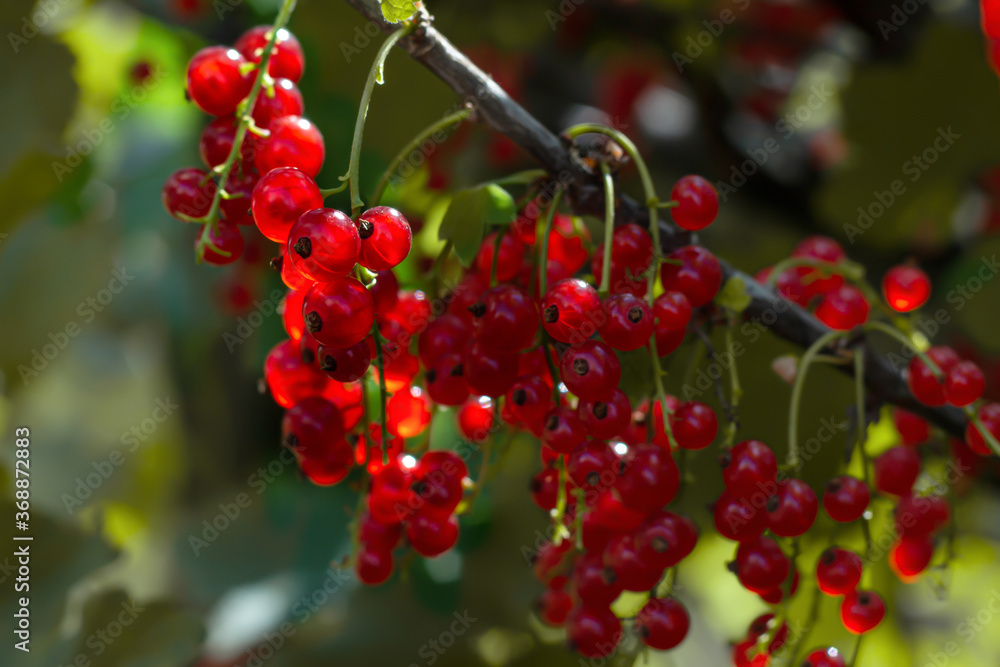Red currant berries in the garden. Selective fokus. Red currant berries in the garden. Selective fokus.