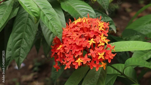 red and yellow ixora flower