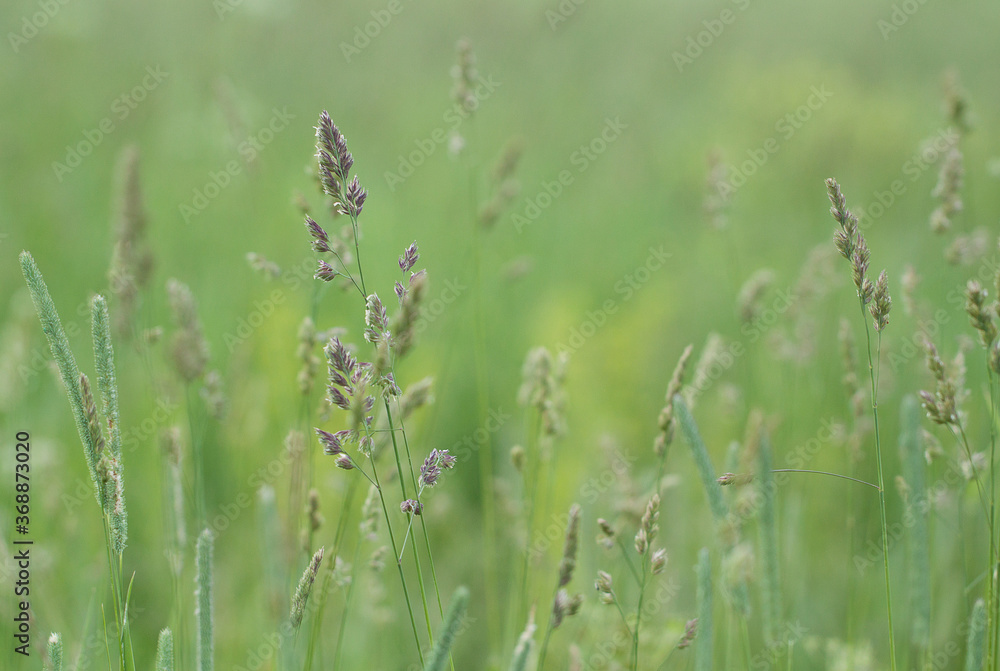 fresh green grass with panicles and spikelets blooming in a summer field
