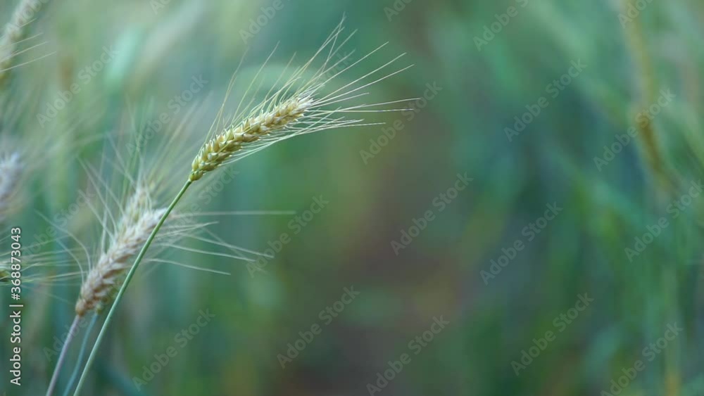 Wheat field. Ears of golden wheat close up. Rural Scenery under Shining Sunlight. Background of ripening ears of meadow wheat field. Rich harvest Concept Wheat field. Ears of golden wheat close up. Rural Scenery under Shining Sunlight. Background of ripening ears of meadow wheat field. Rich harvest Concept