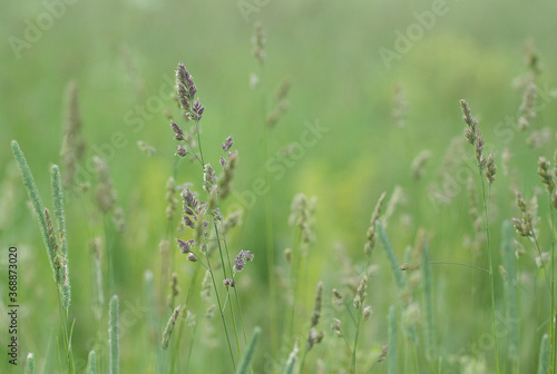 fresh green grass with panicles and spikelets blooming in a summer field