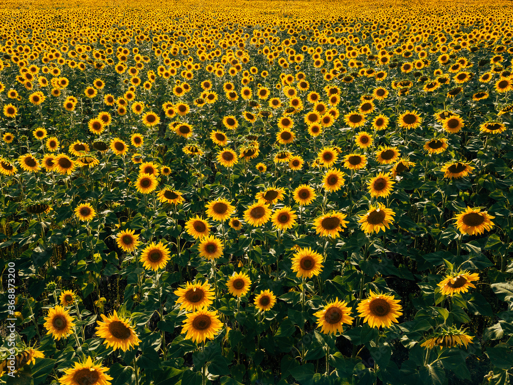 Field of sunflowers at summer day, aerial view Field of sunflowers at summer day, aerial view