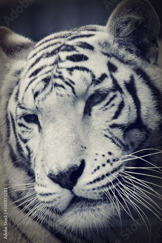 white bengal tiger