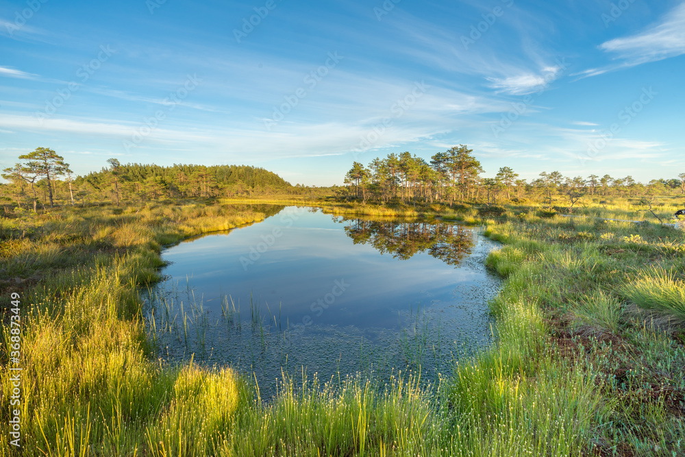 Sundown rose-pink light in raised bog. Kakerdaja raised bog wetland in Estonia. Sunset glow over marsh hollows.  Symmetry created by reflection of trees and colorful clouds in moorland lake.
