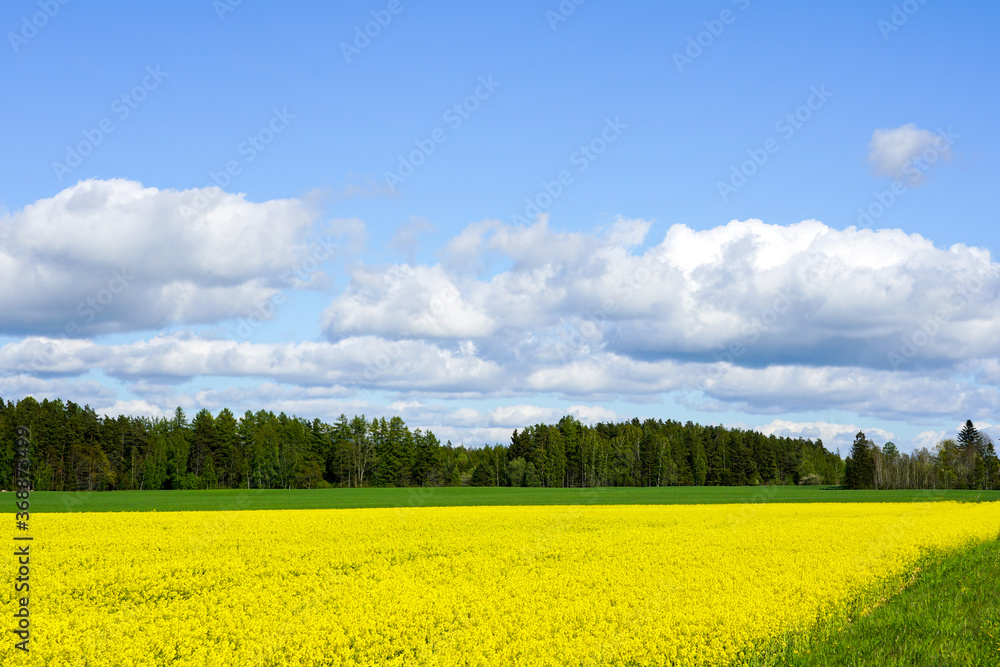 landscape with flowering rape field, forests, blue sky with white clouds