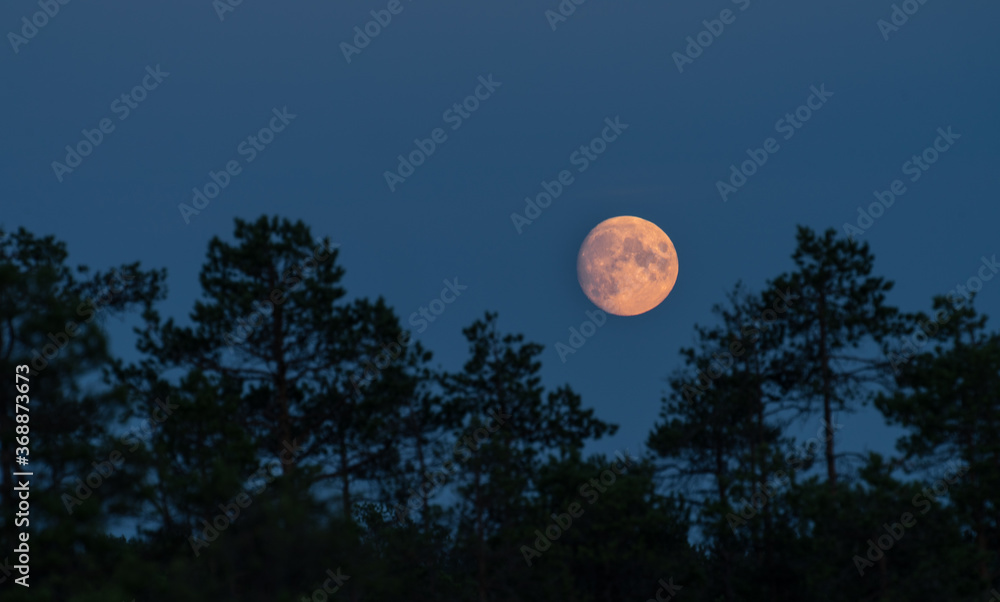 Full Moon in black night sky, only natural satellite of the Earth. Visible craters and surface of the planet. Bog landscape, trees and hollows Full Moon in black night sky, only natural satellite of the Earth. Visible craters and surface of the planet. Bog landscape, trees and hollows