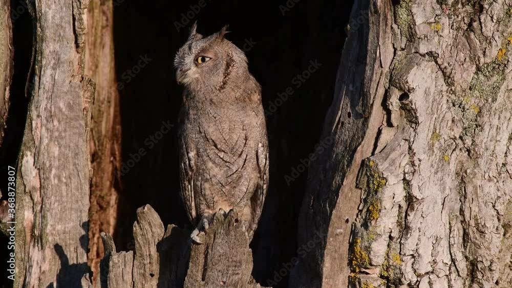 Scops Owl looking out of nesthole. Close up Scops Owl looking out of nesthole. Close up