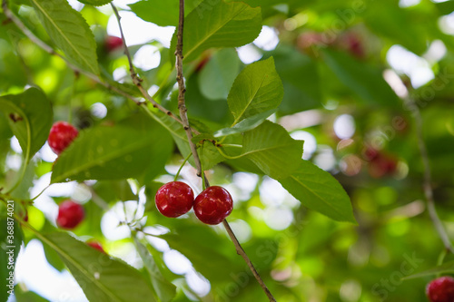 cherry fruit on the tree.