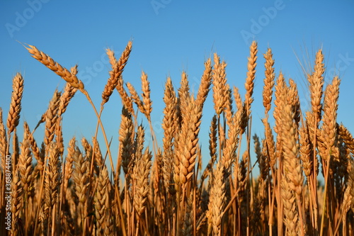 The ears of ripe wheat against a blue sky.
