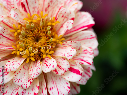 Billede på lærred Peppermint Stick Zinnia