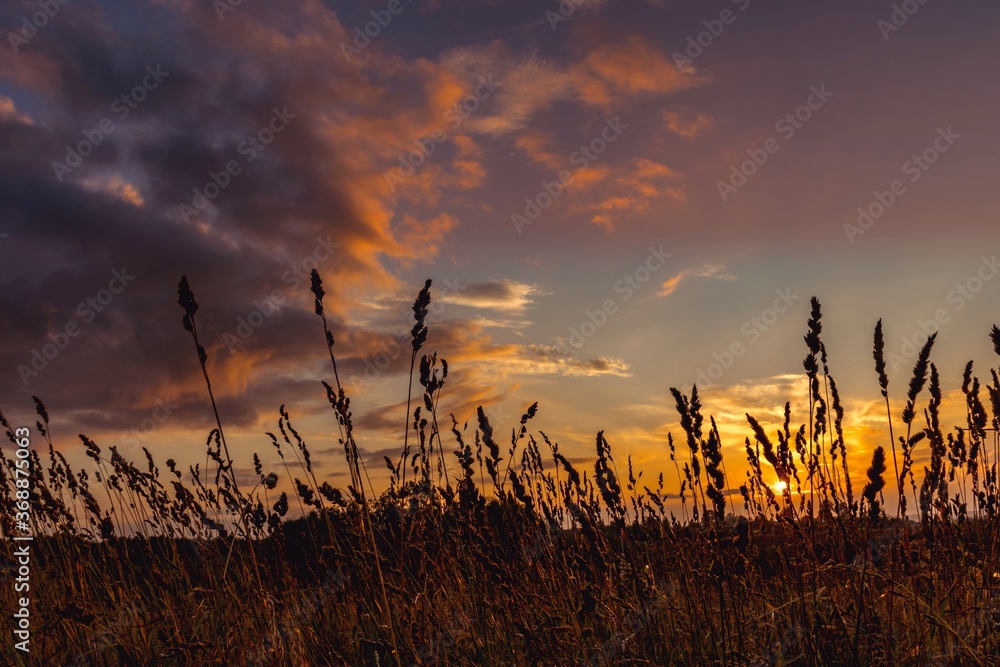 View of the sunset through the spike grass in the field. Natural golden light