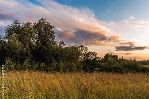 Tranquil rural landscape at sunset with spikes of golden grass in the field and forest on the horizon.