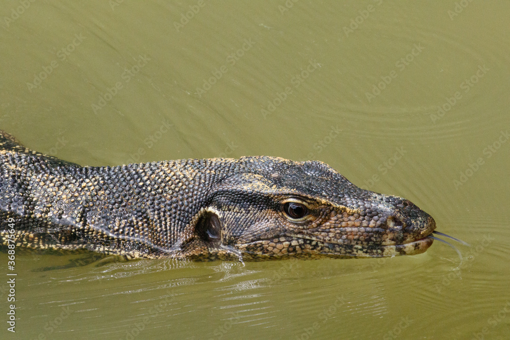 Monitor Lizard swimming in the lake in Singapore Botanic Gardens, Singapore Monitor Lizard swimming in the lake in Singapore Botanic Gardens, Singapore