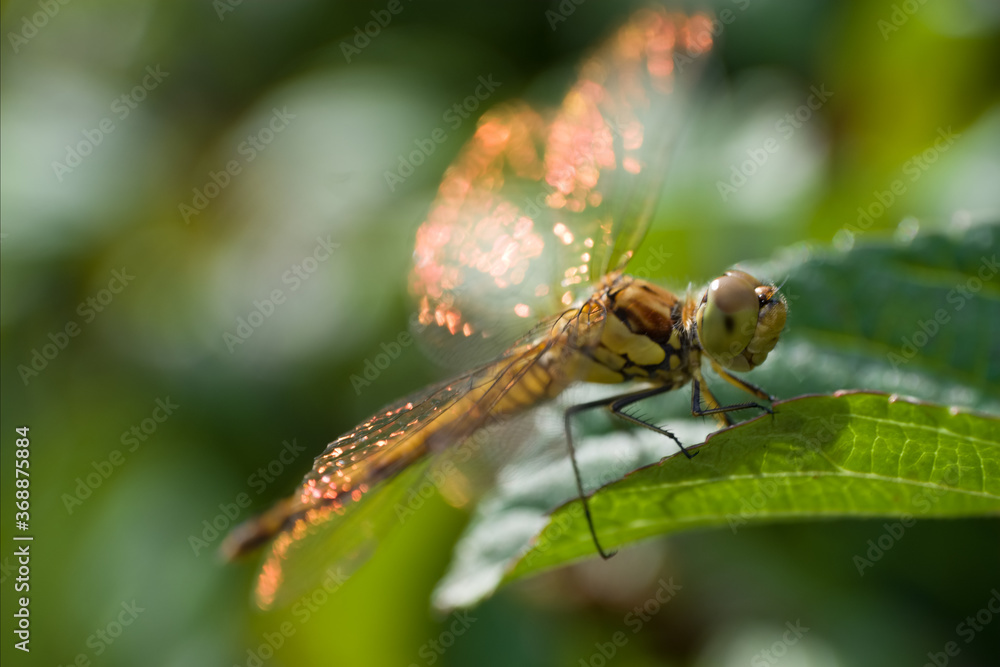 Detail with back and wing onset of a Orthetrum cancellatum or Black-tailed skimmer dragonfly or perched on a leaf. Orange glare on the wings of the sun Detail with back and wing onset of a Orthetrum cancellatum or Black-tailed skimmer dragonfly or perched on a leaf. Orange glare on the wings of the sun