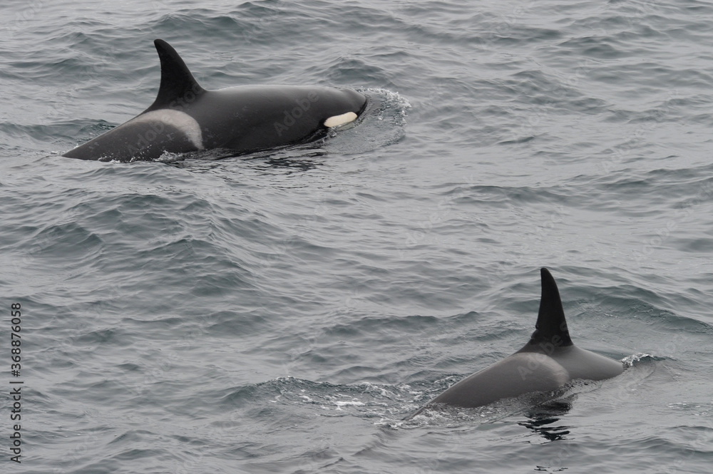 Fototapeta premium The orca or killer whale (Orcinus orca) 