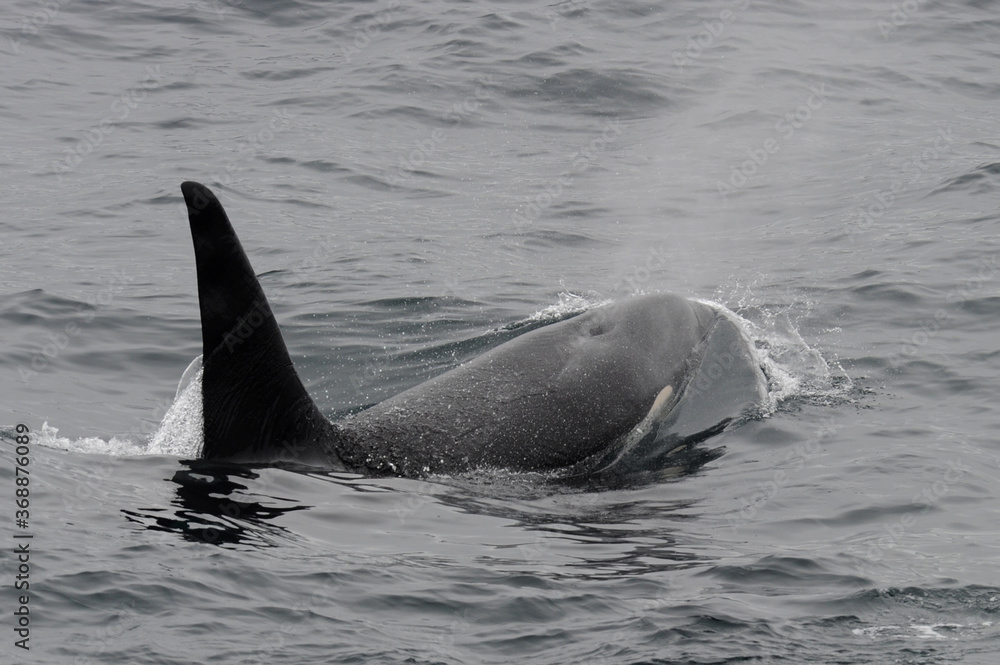 Fototapeta premium The orca or killer whale (Orcinus orca) 