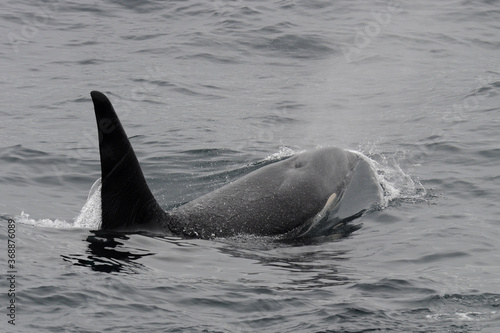The orca or killer whale (Orcinus orca) 