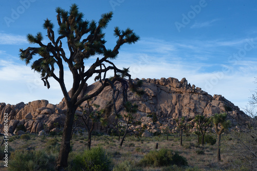 Landscape of a joshua tree in the harsh California desert of Joshua Tree National Park. A top desintion for many tourist to catch how life continues in this hard land.
