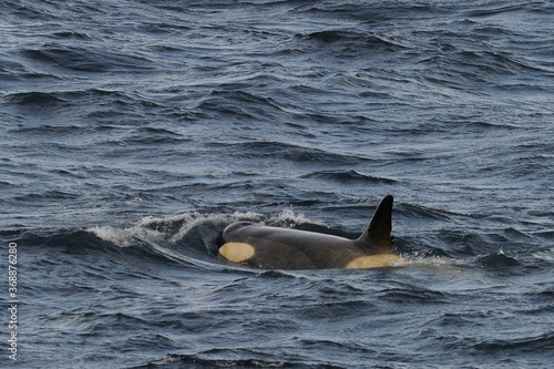 The orca or killer whale  Orcinus orca  