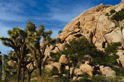 Landscape of Joshua Tree along with huge rocks and blue-cloudy sky. The harsh desert filled with life and full of things to do, camping, hiking, rock climbing, exploring. Beauty and serenity.