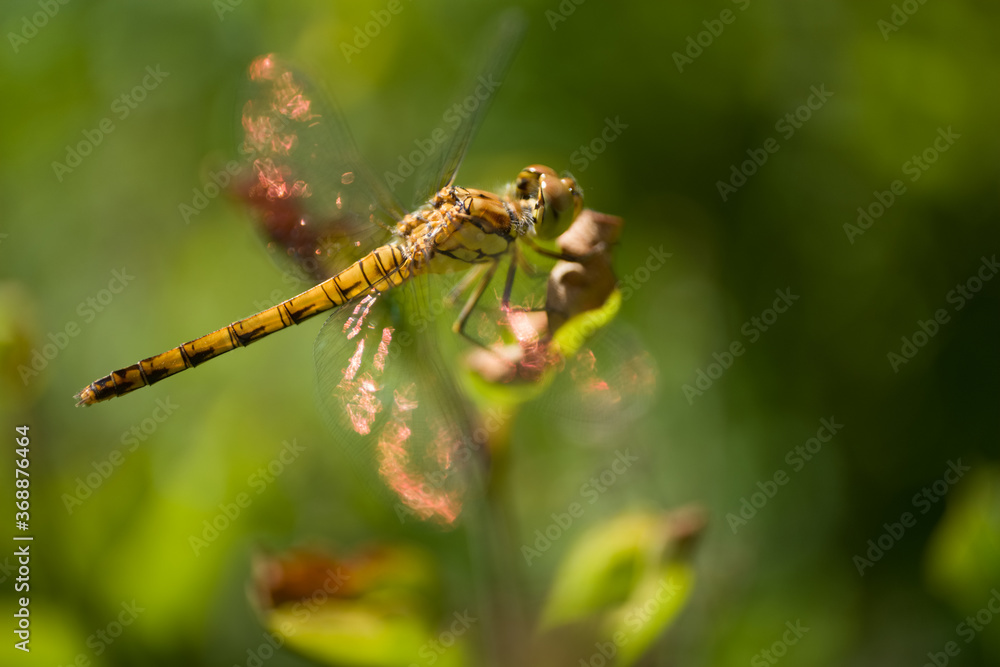 Beautiful Orthetrum cancellatum or Black-tailed skimmer dragonfly perched on a green leaf. Orange glare on the wings of the sun, blurred green background Beautiful Orthetrum cancellatum or Black-tailed skimmer dragonfly perched on a green leaf. Orange glare on the wings of the sun, blurred green background