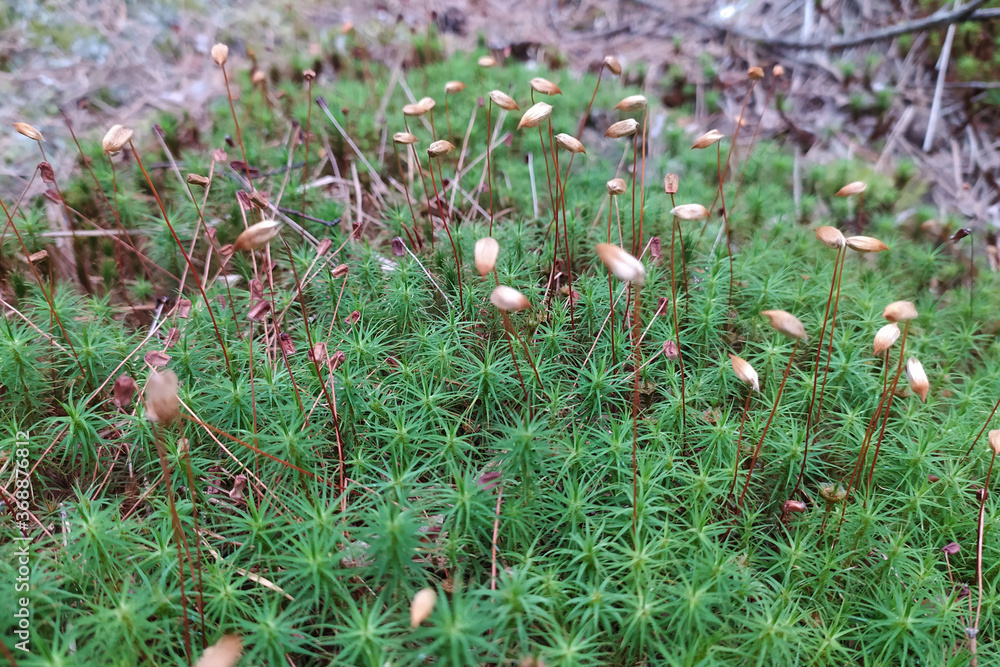 Fotografie green fluffy moss in the forest