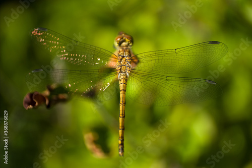 Beautiful Orthetrum cancellatum or Black-tailed skimmer dragonfly perched on a green leaf. View from above, blurred green background