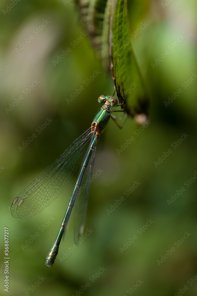 Beautiful macro picture of a dragonfly or Chalcolestes viridis perched on a leaf. Dragonfly in nature habitat, vertical image Beautiful macro picture of a dragonfly or Chalcolestes viridis perched on a leaf. Dragonfly in nature habitat, vertical image