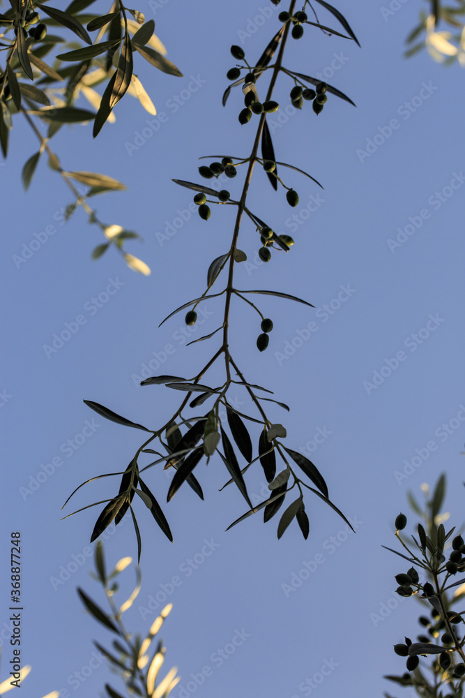 On a farm at Lake Bolsena. Vegetables, olive trees, fruits, tomatoes, melons, On a farm at Lake Bolsena. Vegetables, olive trees, fruits, tomatoes, melons,