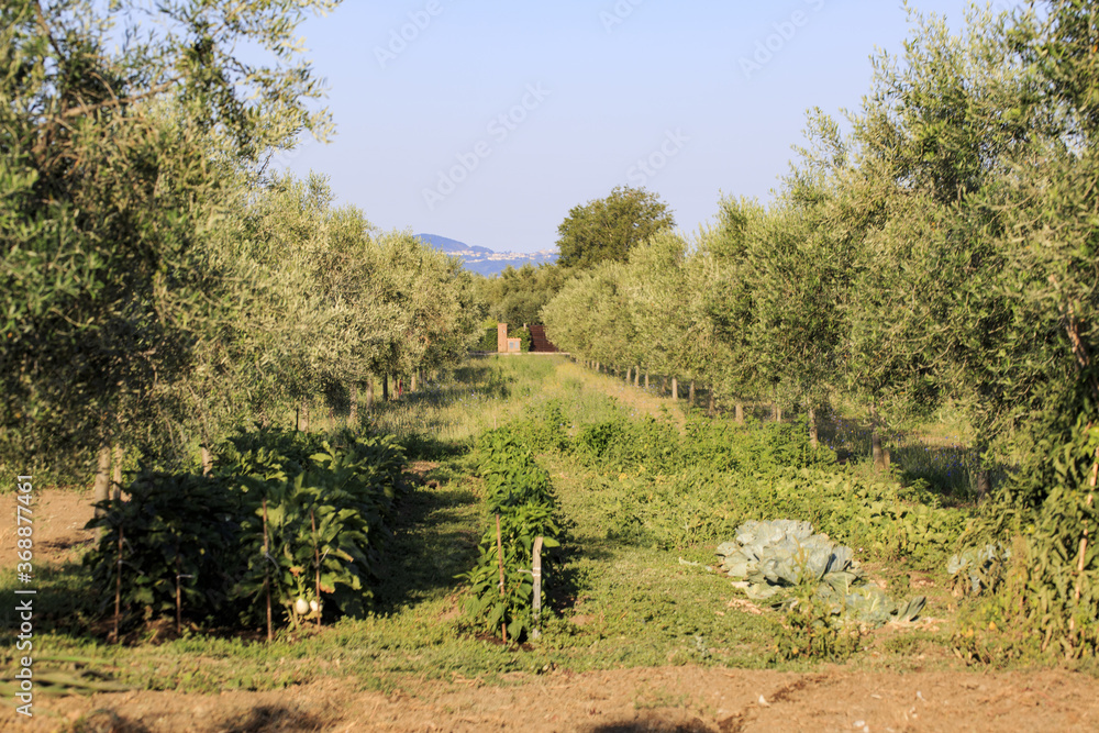 On a farm at Lake Bolsena. Vegetables, olive trees, fruits, tomatoes, melons, On a farm at Lake Bolsena. Vegetables, olive trees, fruits, tomatoes, melons,