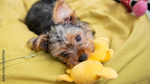 
Cute female Yorkshire terrier puppy biting her yellow soft toy