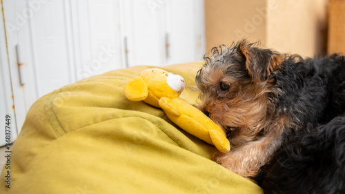 Tableau sur toile Cute male Yorkshire terrier puppy biting her yellow soft toy