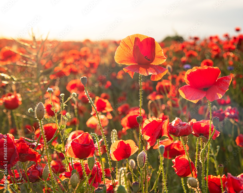 Fototapeta premium Wonderful poppy field in spring
