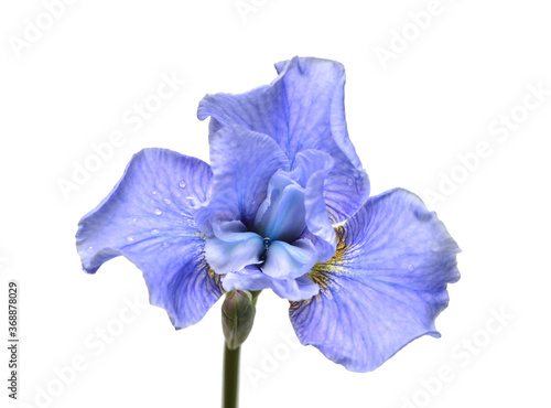 Beautiful blue iris flower with bud, branches and leaves isolated on white background. Flora. Spring Summer. Flat lay, top view