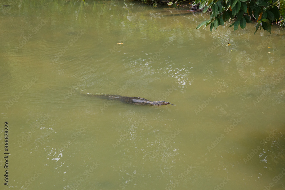Obraz premium Monitor Lizard swimming in the Swan Lake, Singapore botanical gardens, Singapore