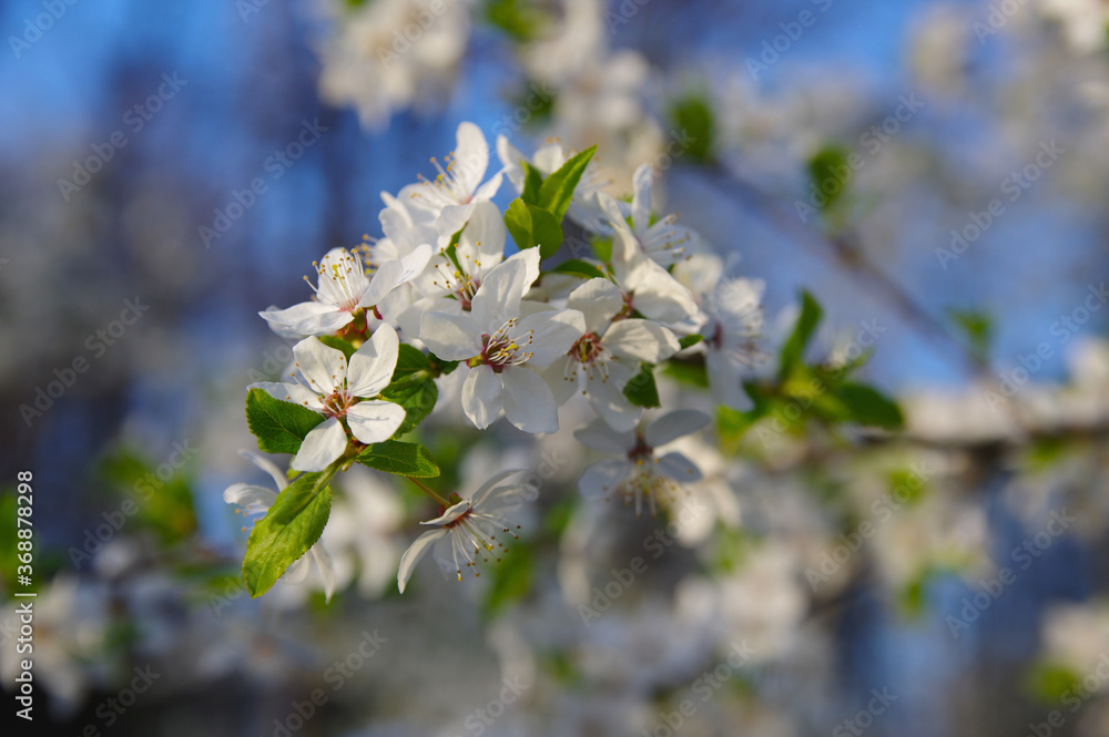 apple tree branch in bloom on a blurred background apple tree branch in bloom on a blurred background