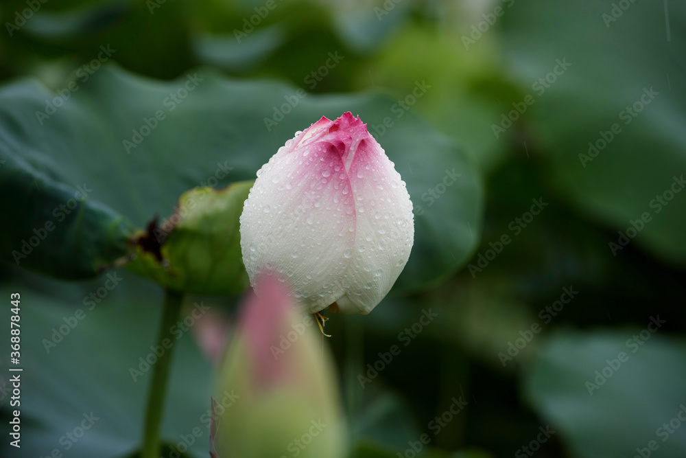 nature pond flower rain lotus green Beautiful nature pond flower rain lotus green Beautiful
