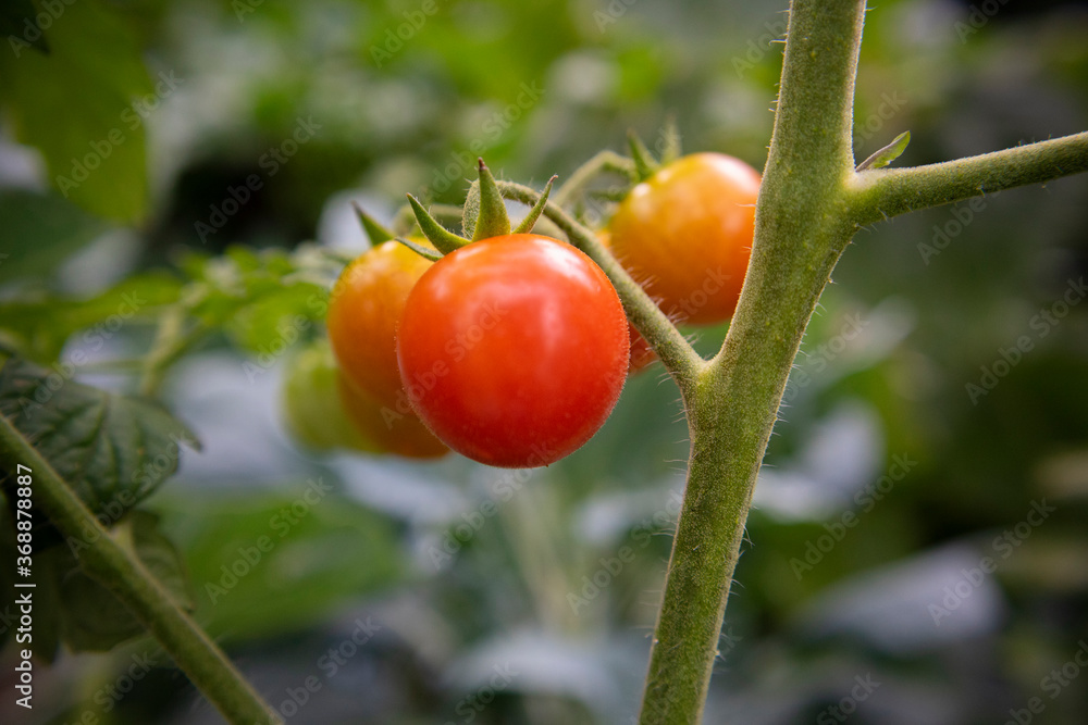 Beautiful, cherry tomatoes growing in my parents garden in Samobor