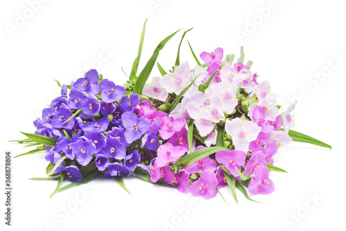 Tradescantia flowers delicate bouqet with leaves isolated on white background. Floral pattern, object. Flat lay, top view