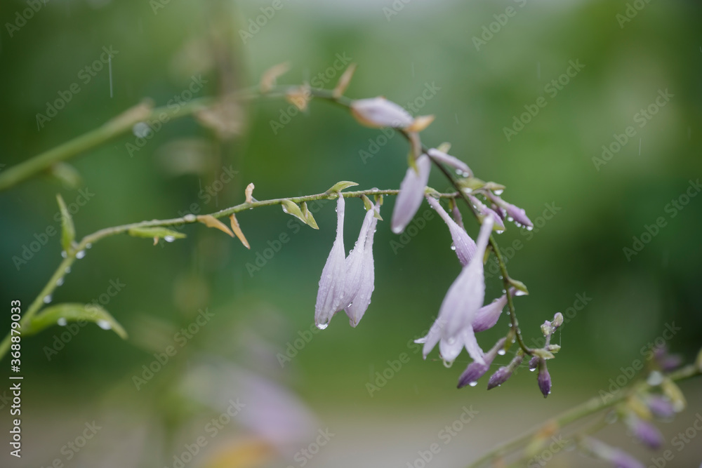 nature rain flower green Strobilantthes oligantha MIQ nature rain flower green Strobilantthes oligantha MIQ
