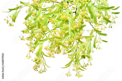 Linden flower branch beautiful isolated on white background. Flat lay, top view © Flower Studio