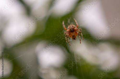 Small, brown spider, sleeping in his webb at my parents garden