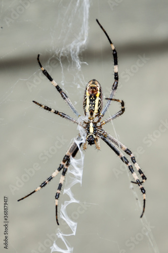 Argiope bruennichi (wasp spider) on the web. © Natalia